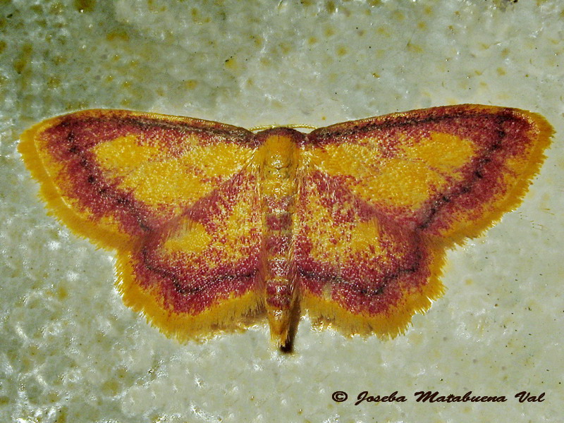 Idaea muricata